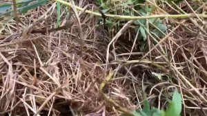 Юлия Миняева: Обзор моего огорода середина сентября