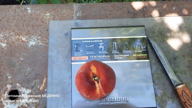 Карликовый персик Мадам десерт ОБЗОР СОРТА смотреть онлайн