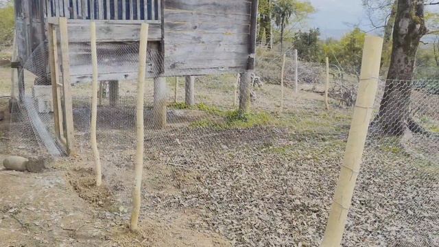 #25 🐔 Куры на свободе! 40 метров выгула за 30$ 🏡 смотреть онлайн