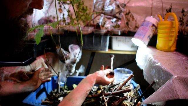 Инжир,Хрущ,Клещ,кто Победит в Борьбе за Жизнь смотреть онлайн