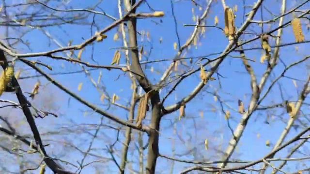 Цветение орешника смотреть онлайн