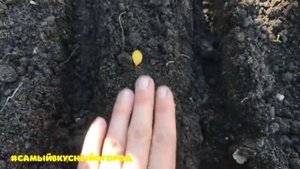 Посадка лука под зиму/ сеять или нет #огород #посевлука