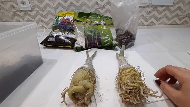 Обработка и посадка взрослых азиатских адениумов. Рез смотреть онлайн