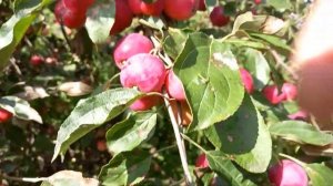 Жебровское, яблоня, август 2024