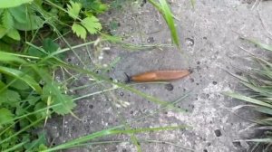 Уничтожение слизней на даче! Секретный метод прямо се?