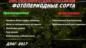 АВТОЦВЕТУЩИЕ СОРТА или ФОТОПЕРИОДНЫЕ