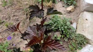 6 сортов пузыреплодника: чем отличаются, теряют ли цве?