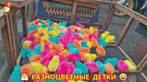 Цыплята и утята милые пушистики растут на радость хозяину (81)