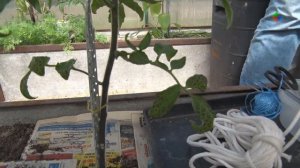 В рубрике «Хочу на грядки»: как обустроить теплицу и п?