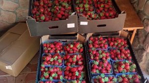 🍓Осенние сборы клубники в Подмосковье 🍓