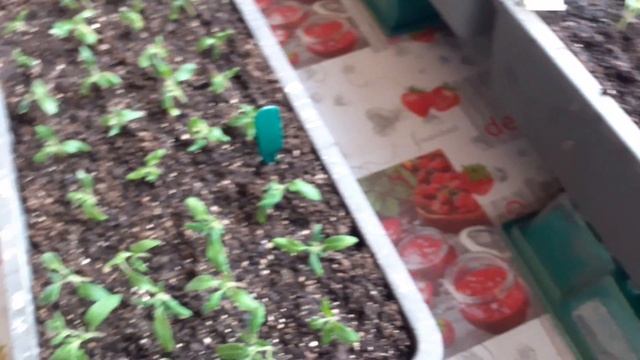 Дела огородные .Рассада помидор , какое состояние, пос? смотреть онлайн