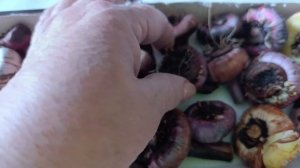 Луковицы гладиолусов храню в квартире.Домашние дела.