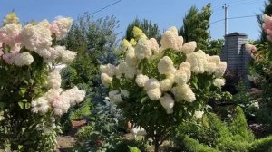 100 МЕТЕЛЬЧАТЫХ ГОРТЕНЗИЙ в моем саду 🌺 | КАКОЙ СОРТ ГО?