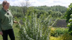 Вишня железистая. Сакура