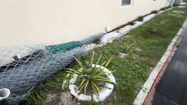 Флорида 🌴 Таинство перед грозой: сад оживает, а чибис? смотреть онлайн