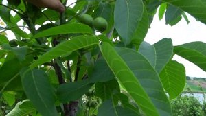 Низкорослый грецкий орех ЮКАЛИВСКИЙ КРЕПЫШ  на  11.06.2023