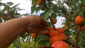 Прививка взрослого грецкого ореха и фундука. Садовые ?