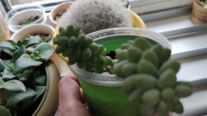 ОБЗОР. МОИ КОМНАТНЫЕ ЦВЕТЫ, РАСТЕНИЯ. КИЕВ. Апрель 2022