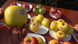 Продолжаем Обзор зимних плодов яблони /Лучшие сорта