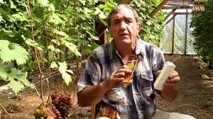 🍇 Осенняя искореняющая обработка винограда. Серные ш