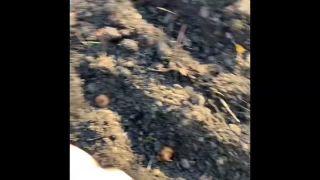 Посадка чеснока, лука и моркови под зиму в октябре смотреть онлайн