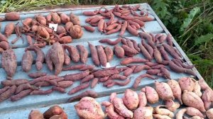 Батат.Супер урожай.С четверти сотки больше 80 кг.