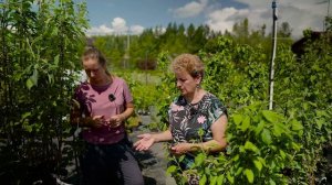 Плодовый сад сажаем весь сезон!