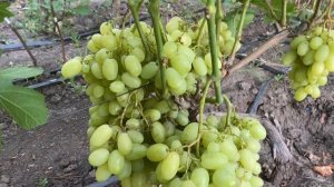 Белая Надежда, отличная форма винограда, с одной огово