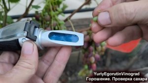 🍇 Почему виноград НЕ НАЛИВАЕТСЯ И МЕДЛЕННО СОЗРЕВАЕТ