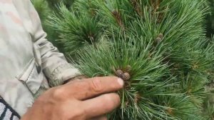 Кедр сибирский ‘Рекордистка’. Результаты селекции (1)