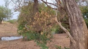 #120 Экзотические растения Африки / Гана