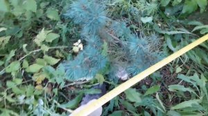 Нельзя садить  кедровый стланик близко к яблони. Мое н?