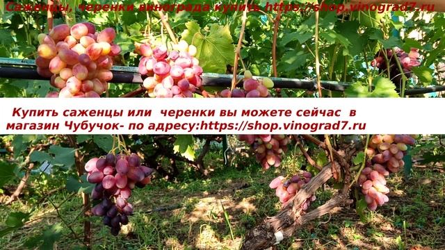 Виноград 3.08.2025 г. Бешевский, красавец из красавцев, гро смотреть онлайн