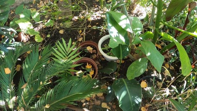 Закрытие тропического сезона нашего сада. Тропически? смотреть онлайн