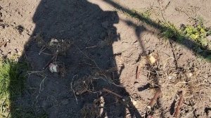 Подготовка земли под картофель осенью, после уборки