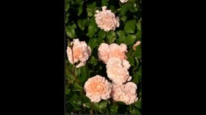 Rose de Tolbiac. Розы Кордеса. Что в имени твоем?! Часть 4