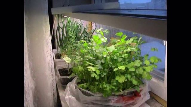 Как вырастить укроп на балконе . How to grow dill on a balcony смотреть онлайн