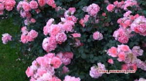 Роза Жарден де Франс. Rose Jardins de France.