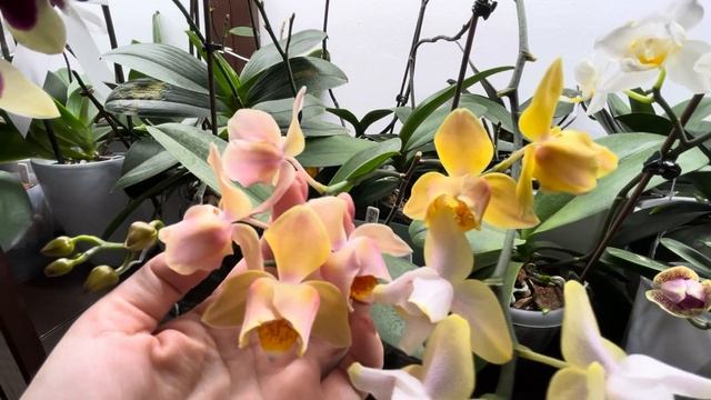 Июль, жара. Орхидею цветет смотреть онлайн