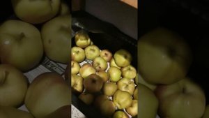 Сорта яблонь Алеся, Антей, Хани крисп - хранение в погр?