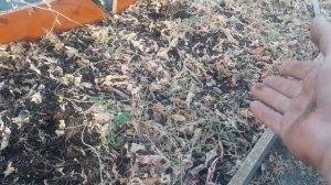 Листовой опад что с ним стало?