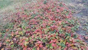 ФУТАЖ Клубника,поздняя осень,красивые листья,осень,