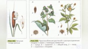 Краткий пересказ §12 Плод. Разнообразие и значение пло?