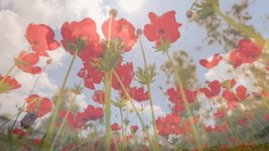 Футаж❤️Степные Маки❤️ Background Steppe Poppies