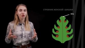 Жизненный цикл голосеменных | Биология