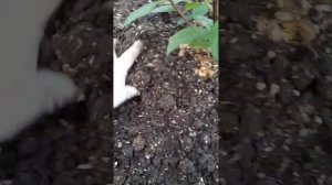 Посадка гортензий   #гортензии #саженцы #питомник #Райс