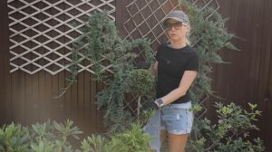Идеальная стрижка туи Брабант: Секреты, которые работ?