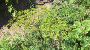 Как выращивать Укроп. Выращиваем укроп