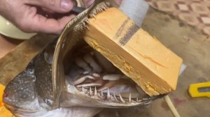 Делаем голову щуки на стену. Чучело головы щуки. Трофе?
