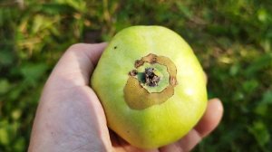 Что за коричневые пятна на яблоках около чашелистиков